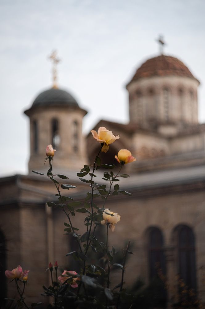 В обители осенних роз.