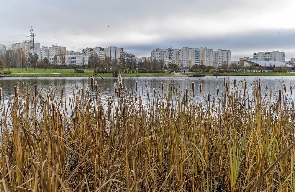 На городском пруду