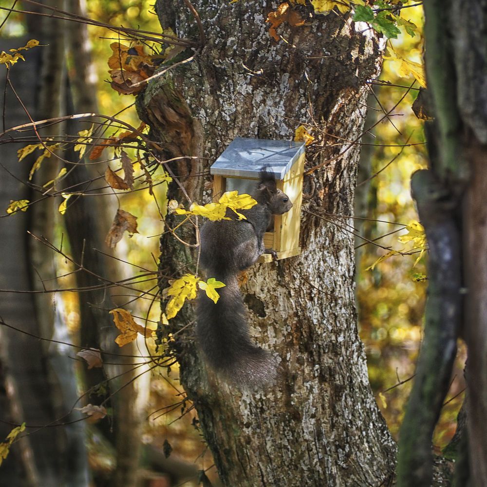 Residents of the forest