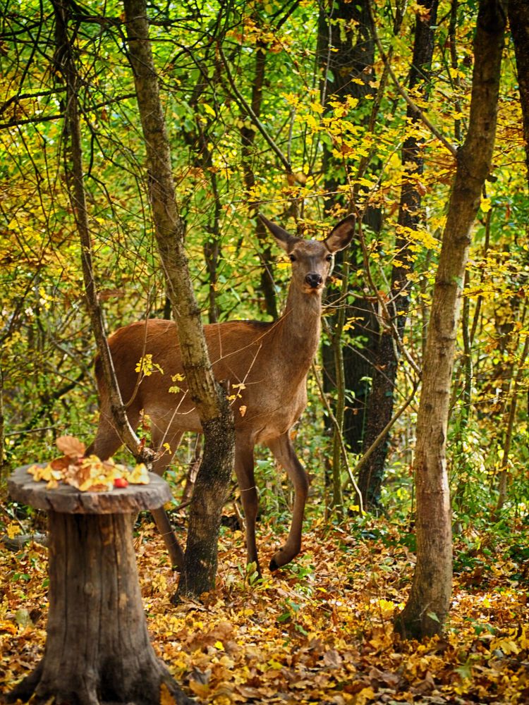 Residents of the forest
