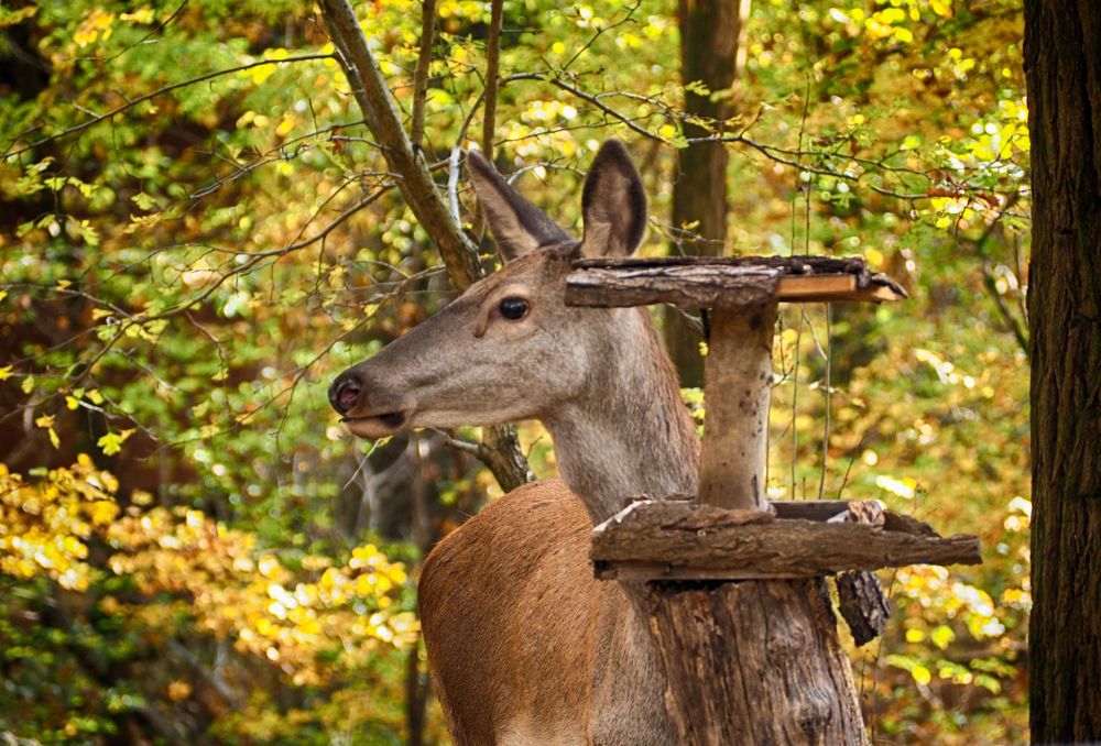 Residents of the forest