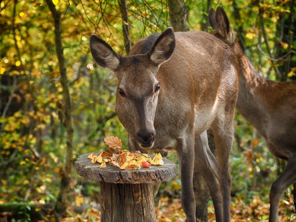 Residents of the forest