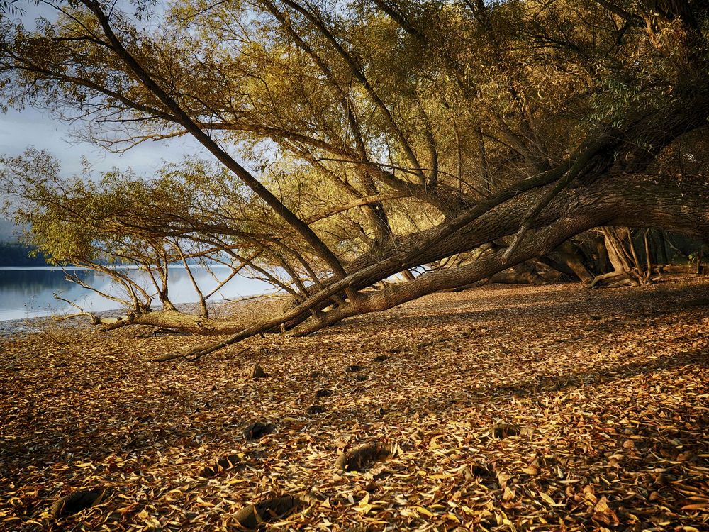 Autumn Danube 3