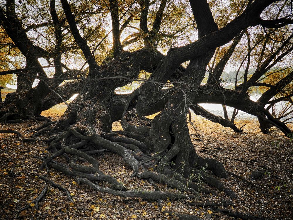 Autumn Danube 3