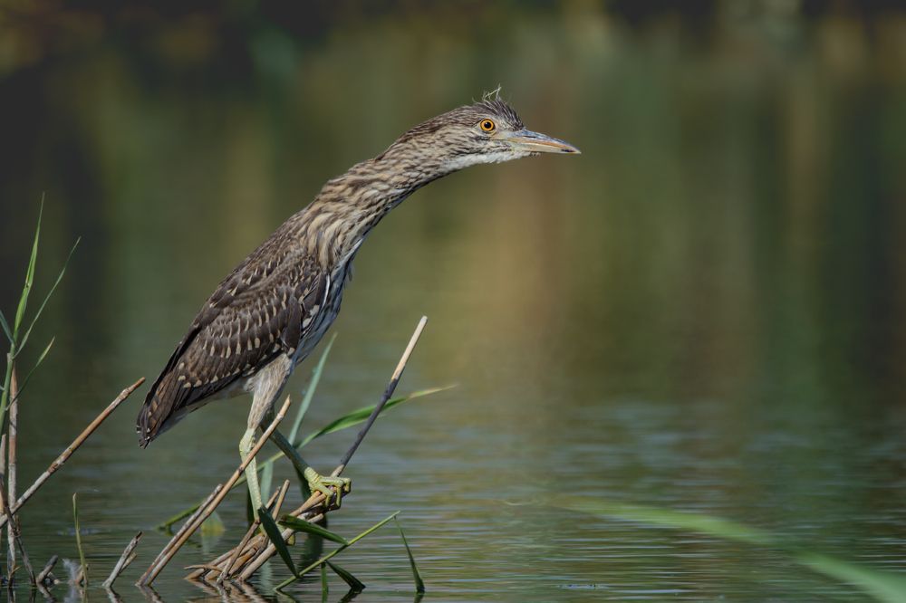 Photo 2727092