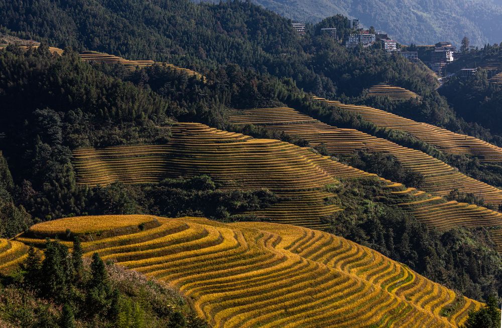 Рисовые террасы 3