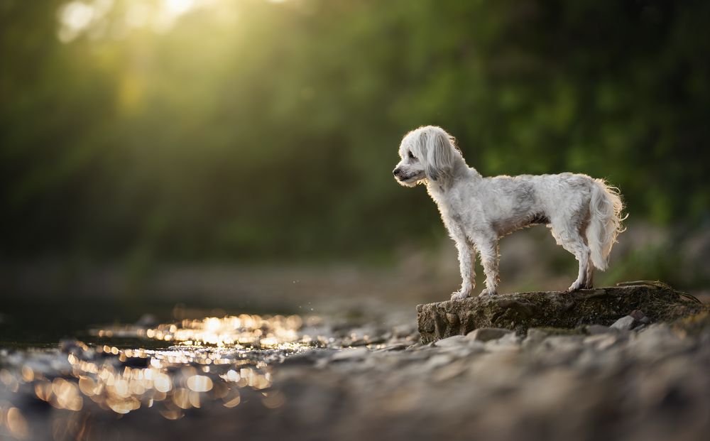 Dreamy pet portraits