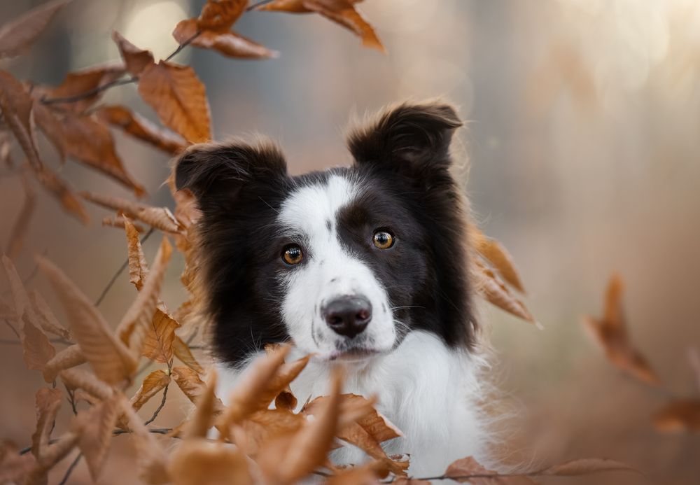 Dreamy pet portraits