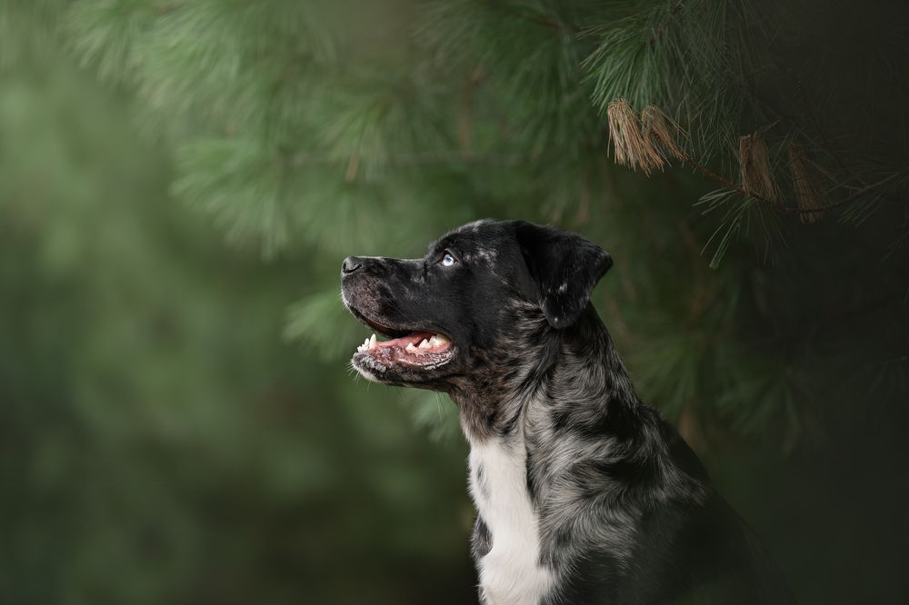Dreamy pet portraits