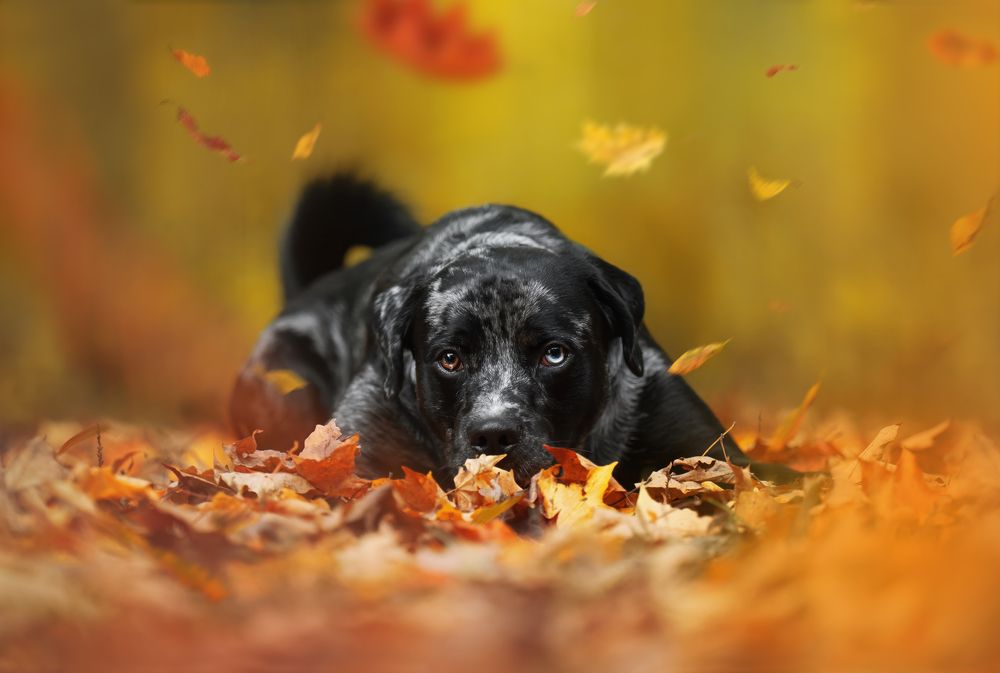 Dreamy pet portraits
