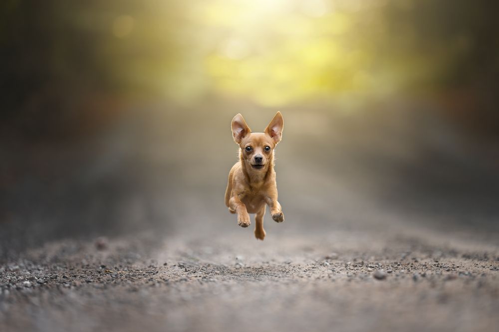 Dreamy pet portraits
