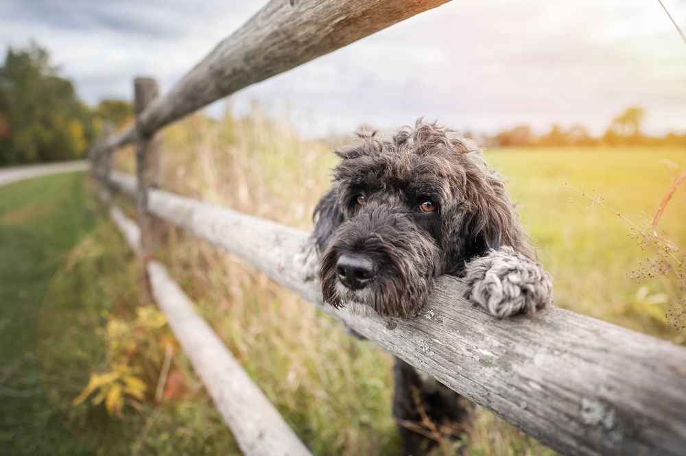 Dreamy pet portraits