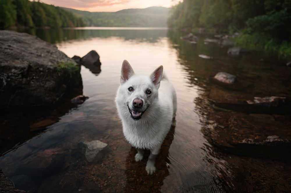 Dreamy pet portraits