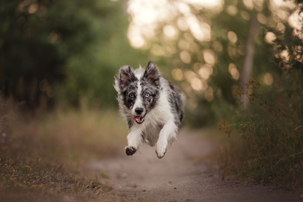 Dreamy pet portraits
