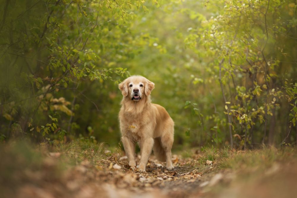 Dreamy pet portraits