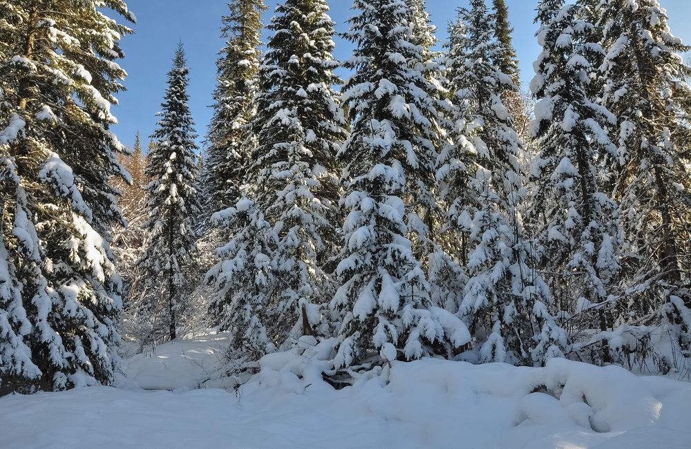 Первый снег в лесу