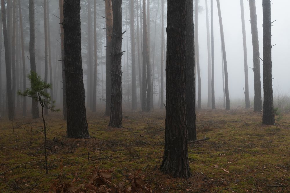 Поздняя осень в лесу