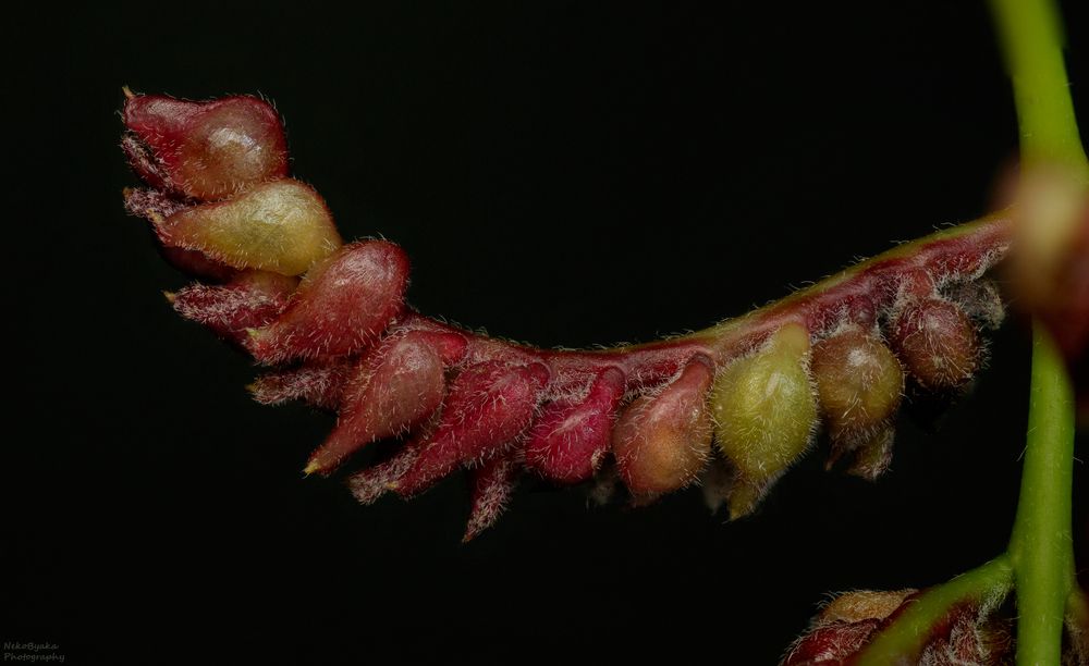 Галлица Dasineura gleditchiae