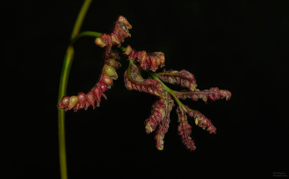 Галлица Dasineura gleditchiae