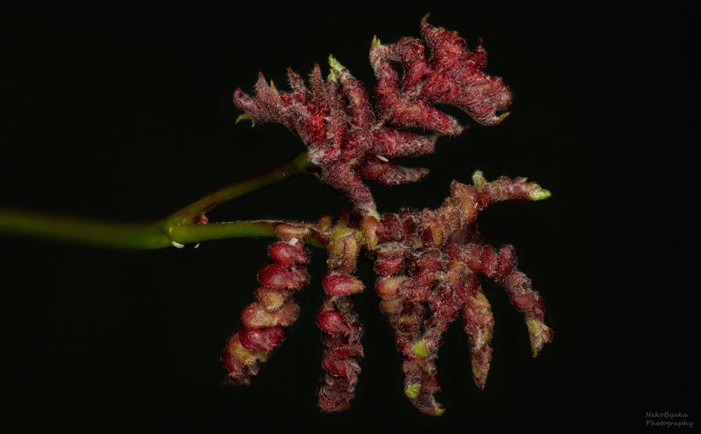 Галлица Dasineura gleditchiae