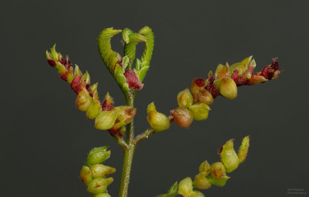 Галлица Dasineura gleditchiae