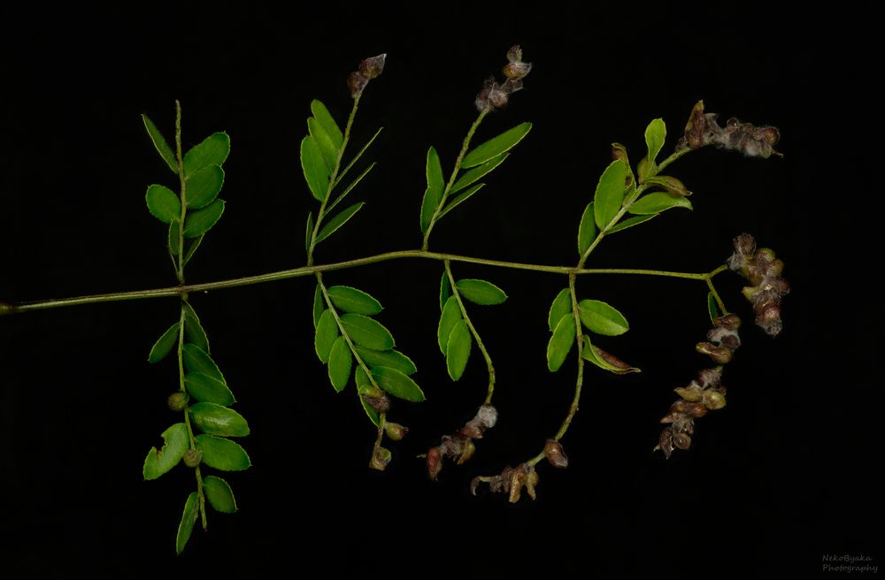 Галлица Dasineura gleditchiae