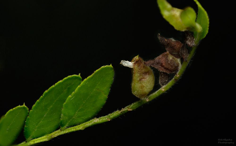 Галлица Dasineura gleditchiae
