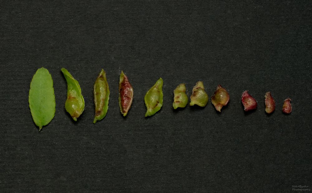 Галлица Dasineura gleditchiae