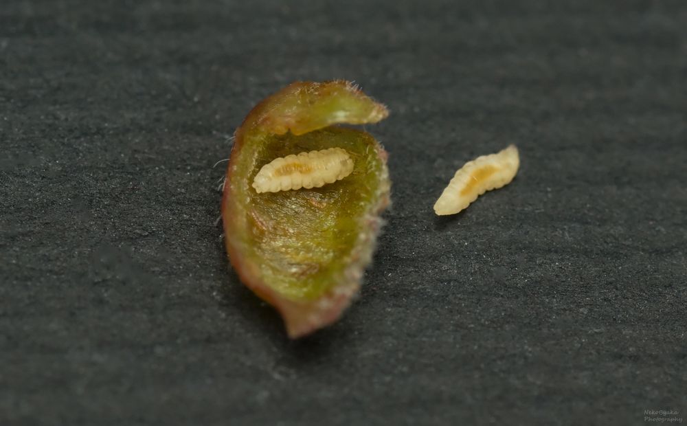 Галлица Dasineura gleditchiae