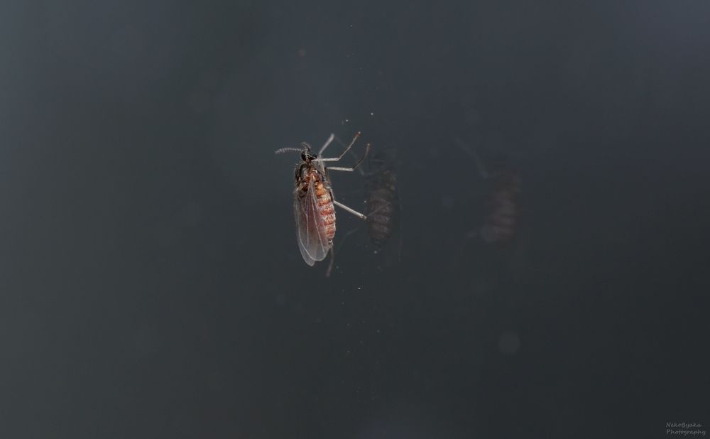 Галлица Dasineura gleditchiae