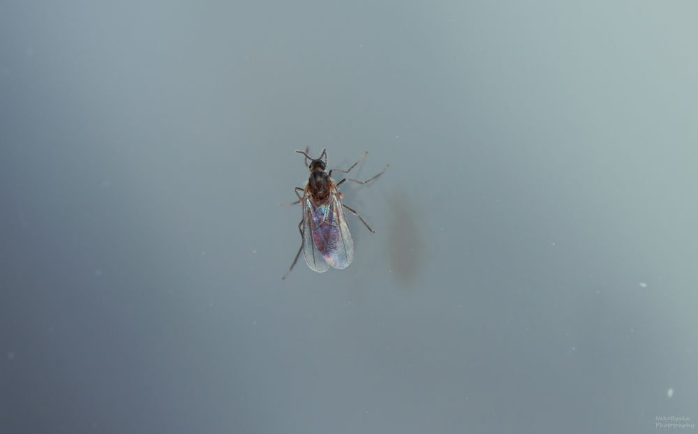 Галлица Dasineura gleditchiae