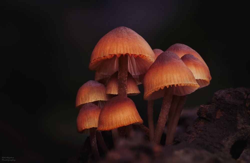 Мицена кровяноножковая (Myc&eacute;na haem&aacute;topus)