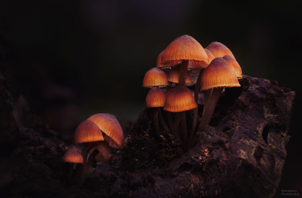 Мицена кровяноножковая (Myc&eacute;na haem&aacute;topus)