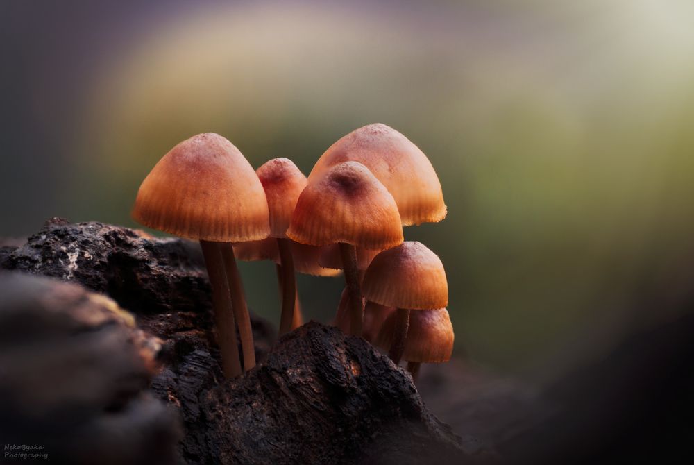 Мицена кровяноножковая (Myc&eacute;na haem&aacute;topus)