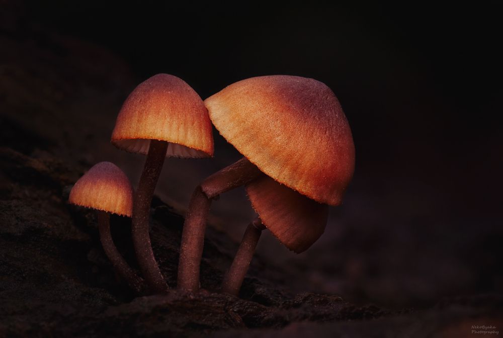 Мицена кровяноножковая (Myc&eacute;na haem&aacute;topus)