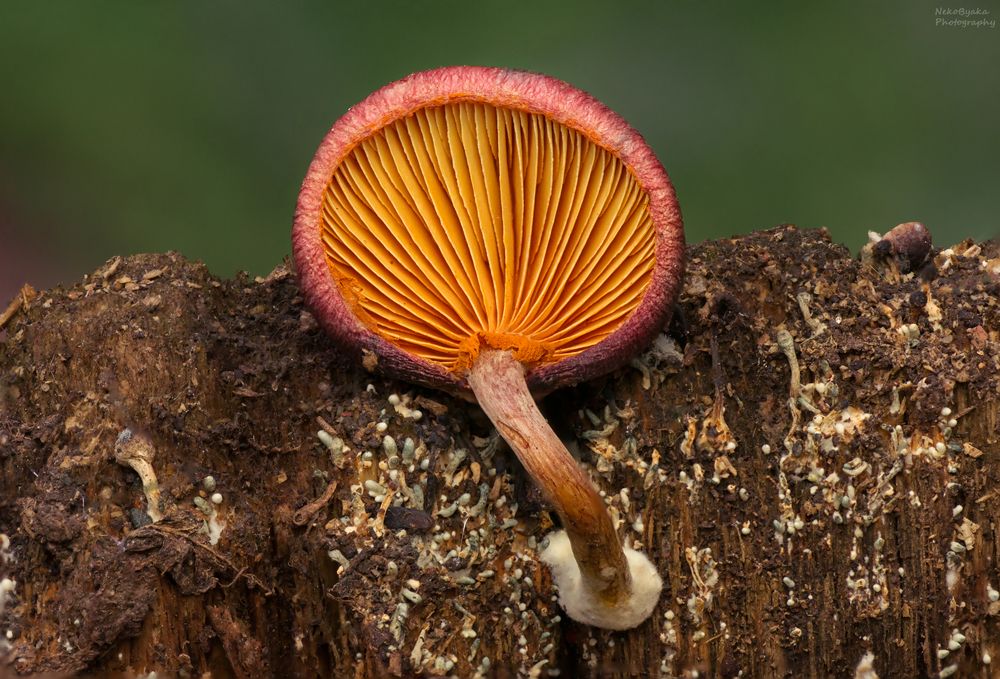 осенняя коровка