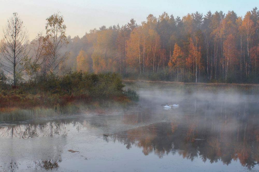 Осеннее утро в Беловежской пуще