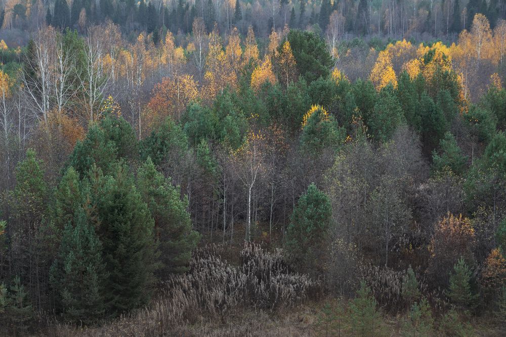 Осенний лес
