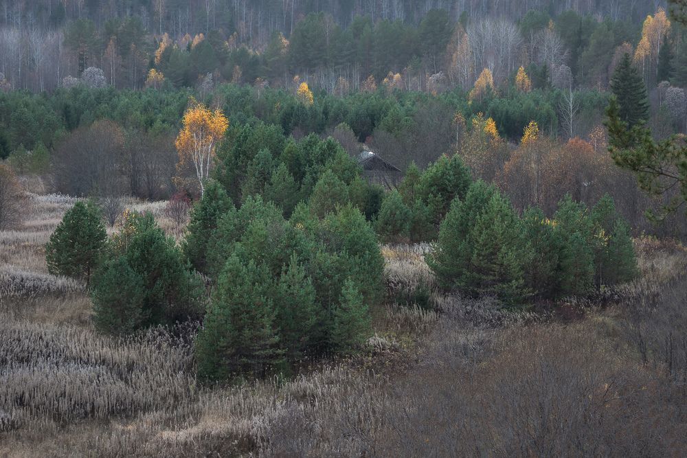 Осенний лес