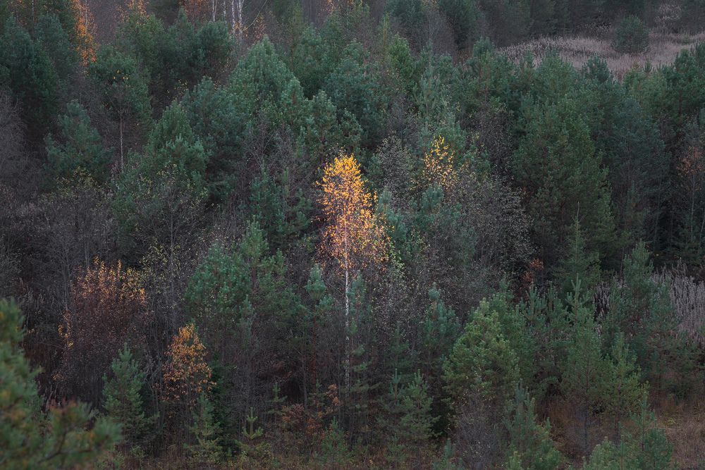 Осенний лес