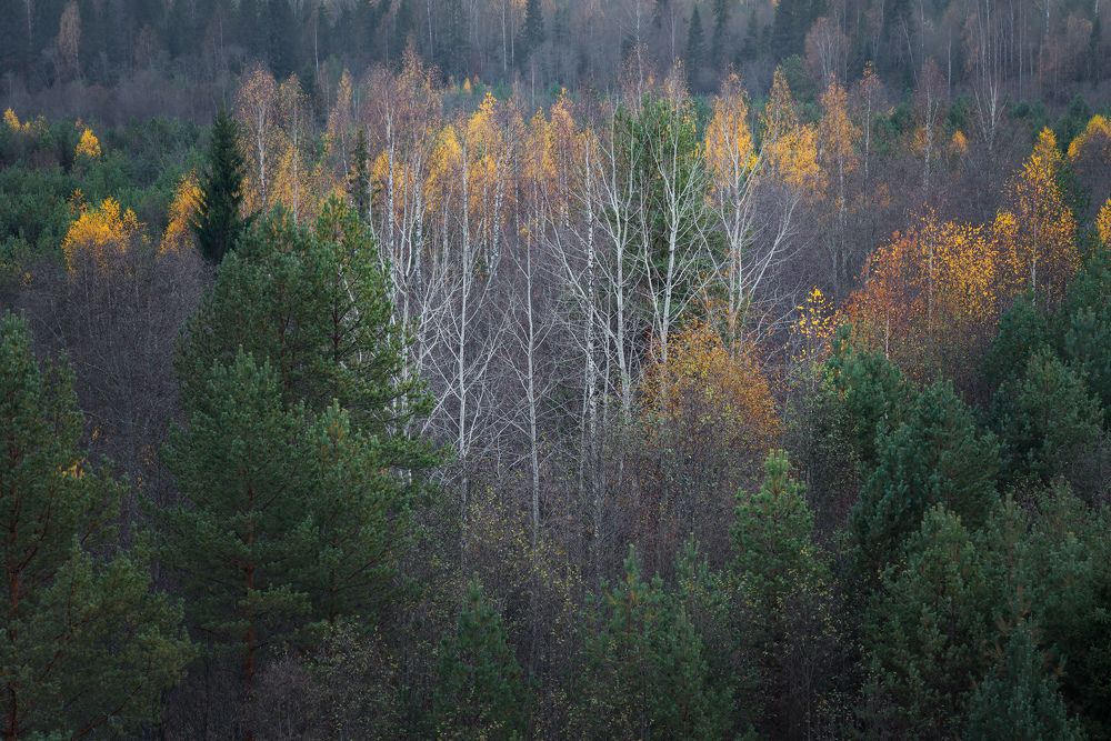 Осенний лес