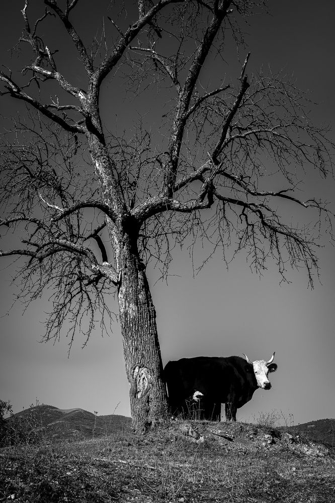 Photo 2729985