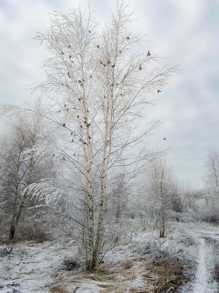 Photo 2733632
