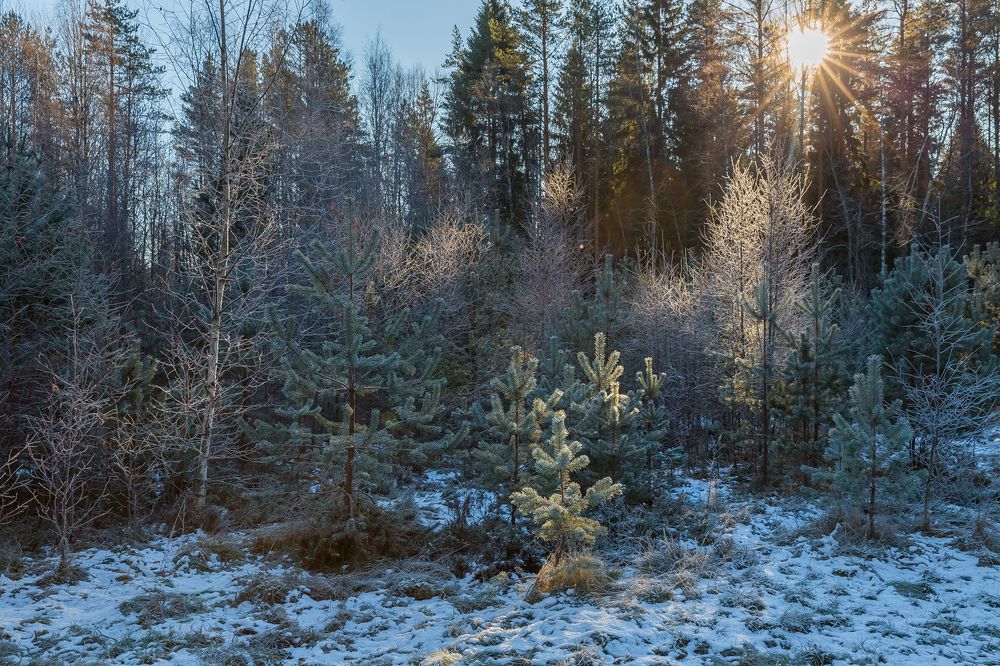 Первые заморозки