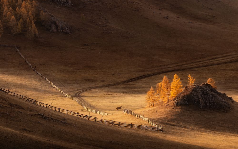 Хроники одного скакуна