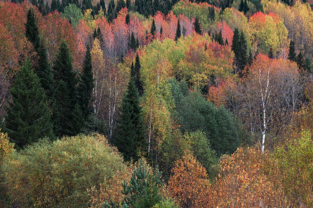 Волшебные краски осени
