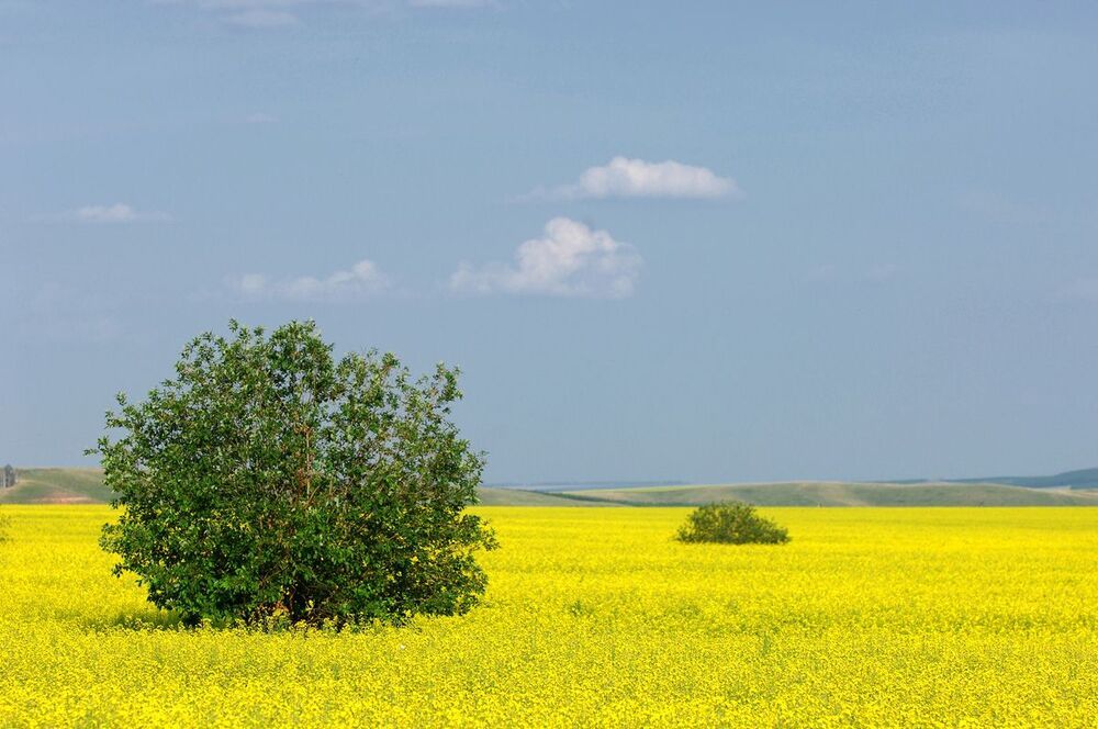 рапс