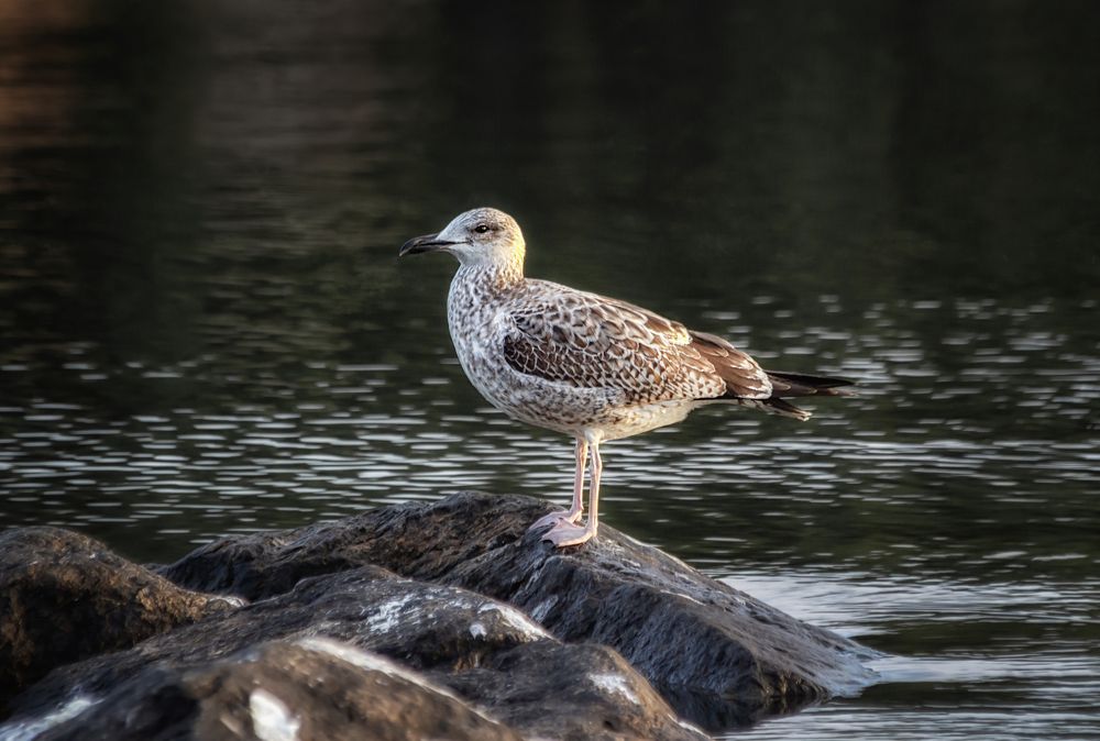 Larus hyperboreus