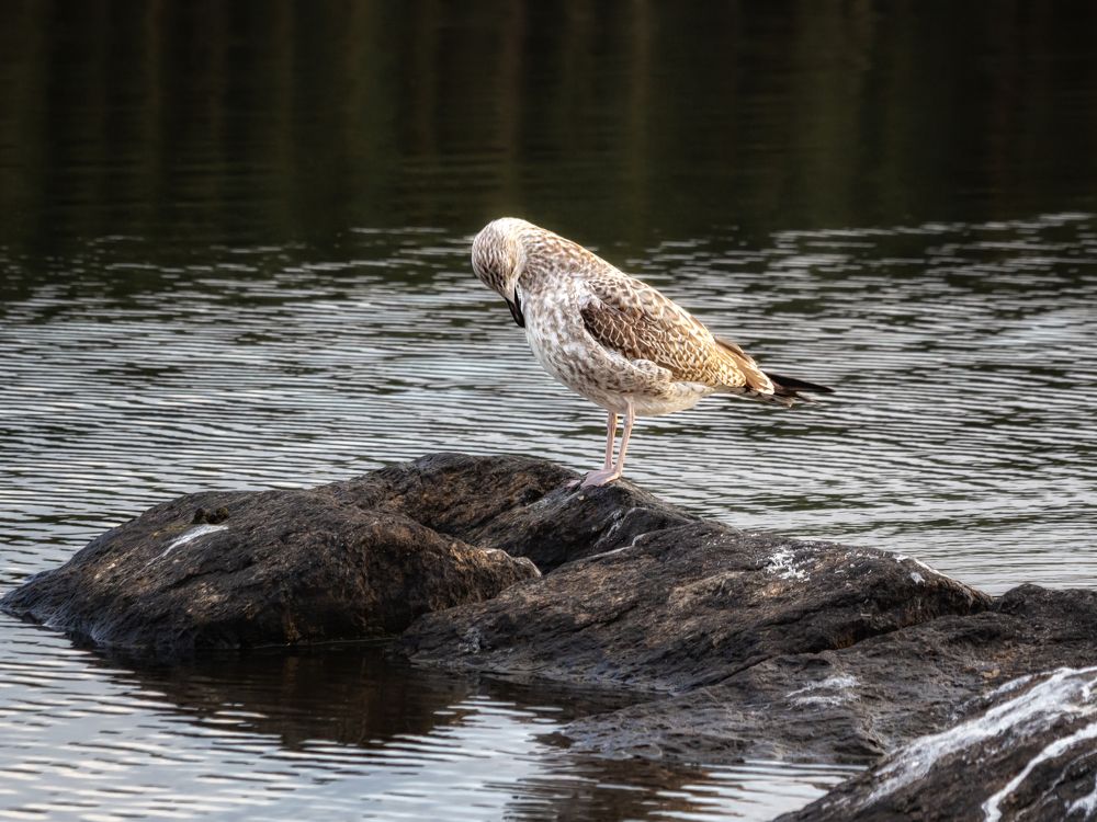 Larus hyperboreus