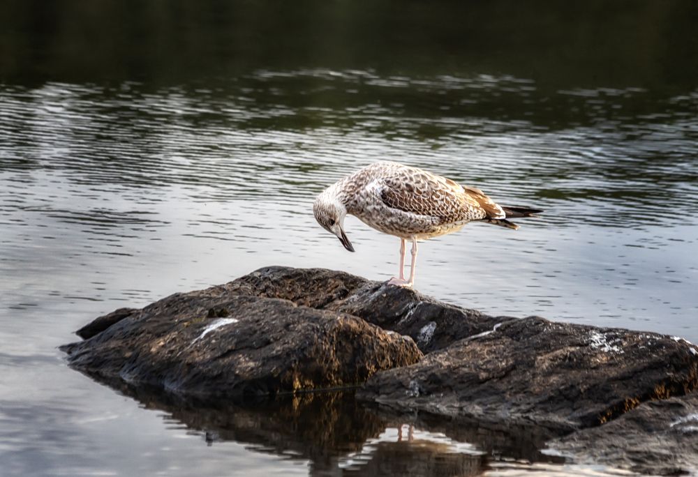Larus hyperboreus